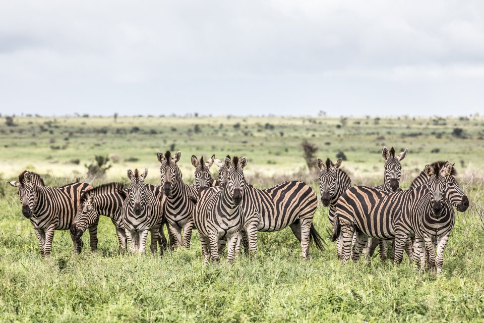 Zebra's | Afrika 